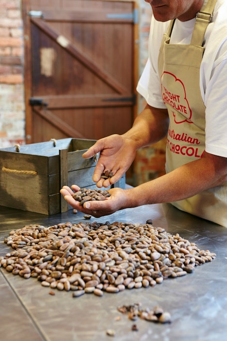 Sorting the cacao beans  only the perfect beans make it in 